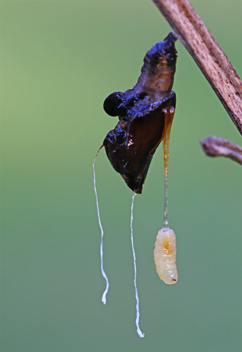 Viceroy chrysalis parasitized by Tachinid fly